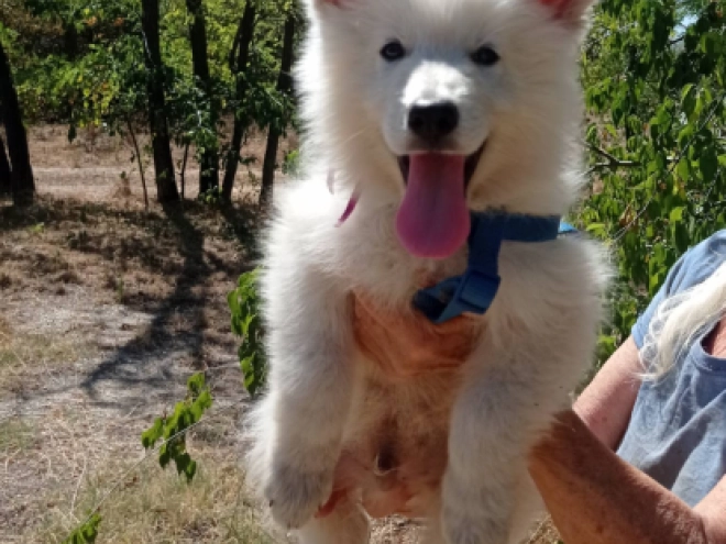 Berger Blanc Suisse Welpe kaufen