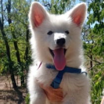 Bismarck, white White Swiss Shepherd Dog for sale