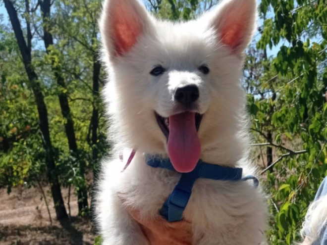 Berger Blanc Suisse Welpe kaufen