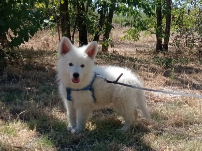 Berger Blanc Suisse Welpe kaufen
