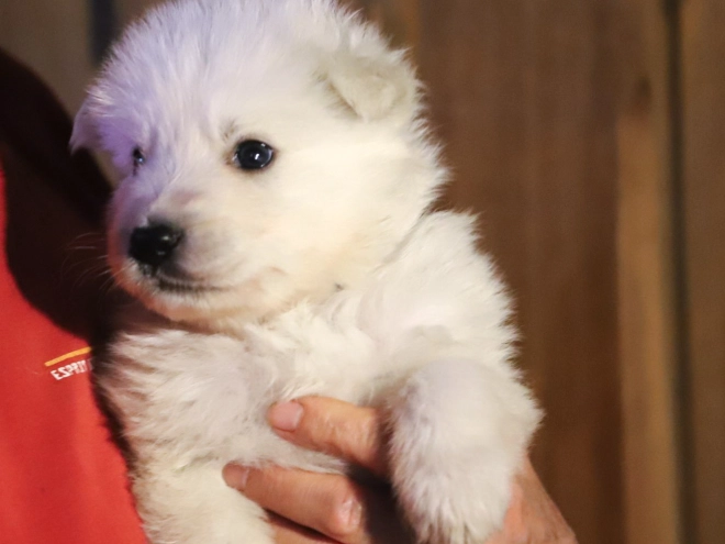 White Swiss Shepherd Dog puppy for sale