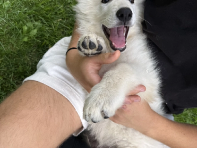 White Swiss Shepherd Dog puppy for sale