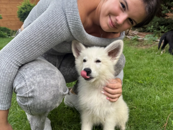 White Swiss Shepherd Dog puppy for sale