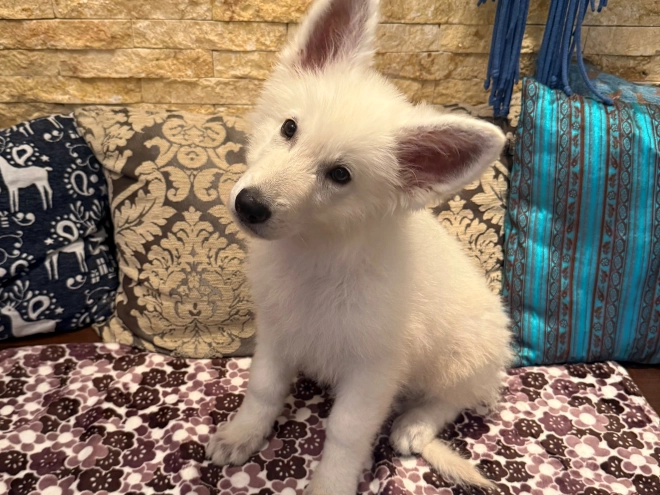 White Swiss Shepherd Dog puppy for sale
