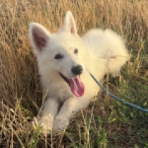 JASPER, white White Swiss Shepherd Dog for sale