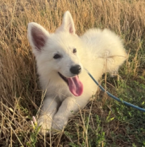 JASPER, white Pastor Blanco Suizo en venta