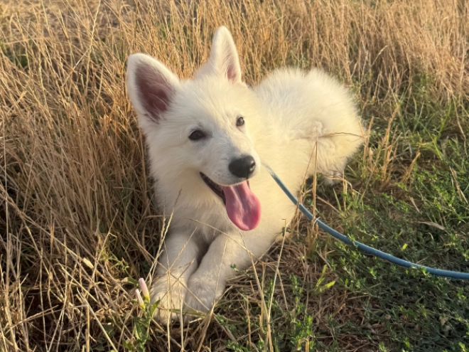 White Swiss Shepherd Dog puppy for sale