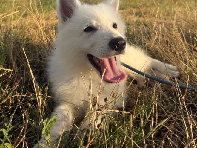 White Swiss Shepherd Dog puppy for sale