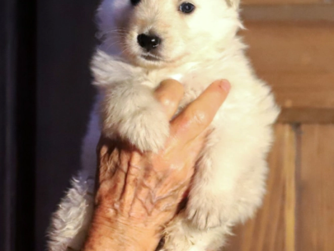White Swiss Shepherd Dog puppy for sale