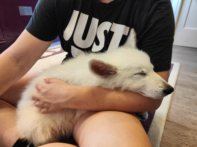 White Swiss Shepherd Dog puppy for sale