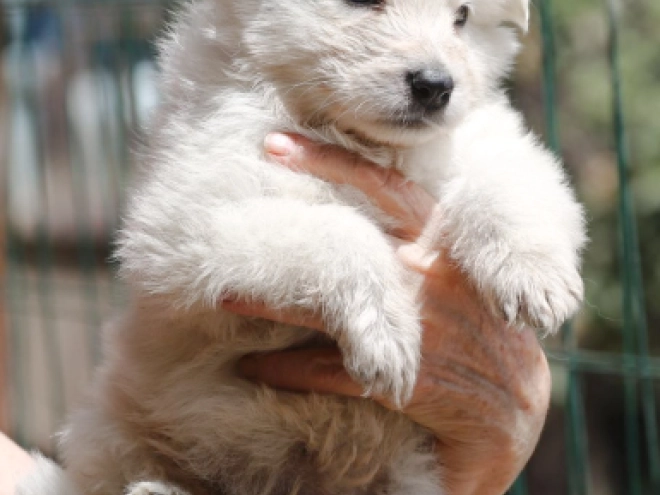 Berger Blanc Suisse Welpe kaufen