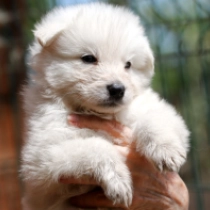 Bismarck, white Berger Blanc Suisse Welpen kaufen