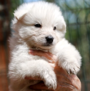 Bismarck, white Berger Blanc Suisse Welpen kaufen