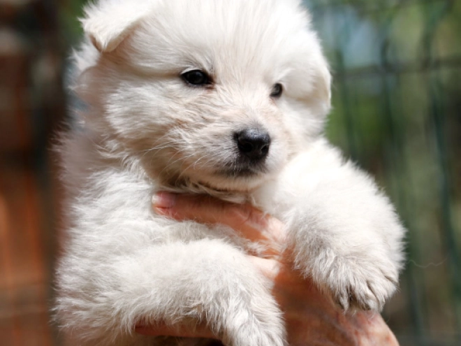 Berger Blanc Suisse Welpe kaufen