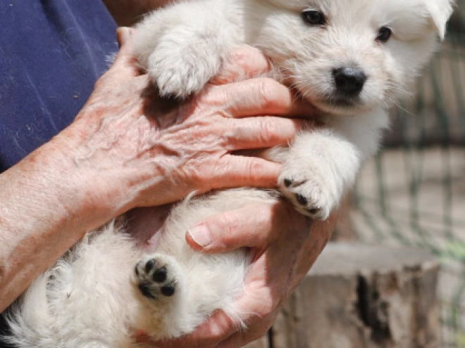 Berger Blanc Suisse Welpe kaufen
