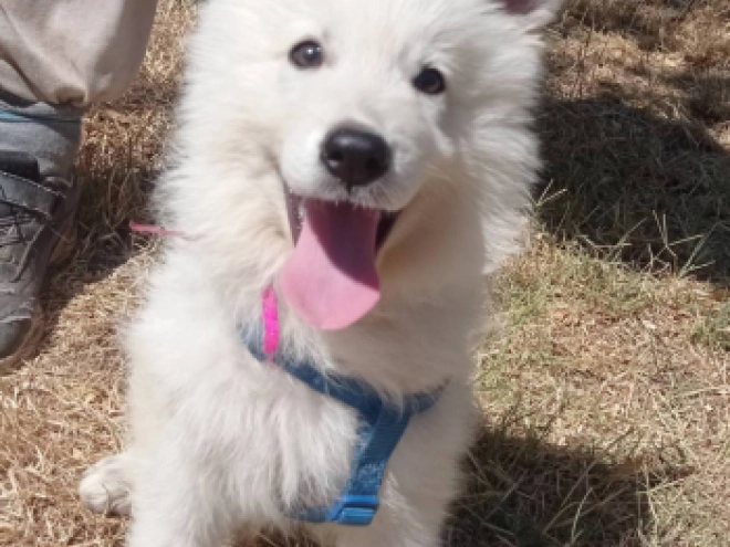 Berger Blanc Suisse Welpe kaufen