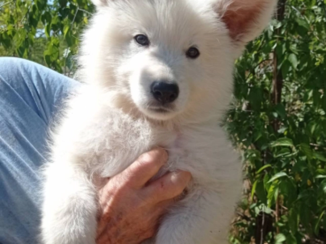 Berger Blanc Suisse Welpe kaufen