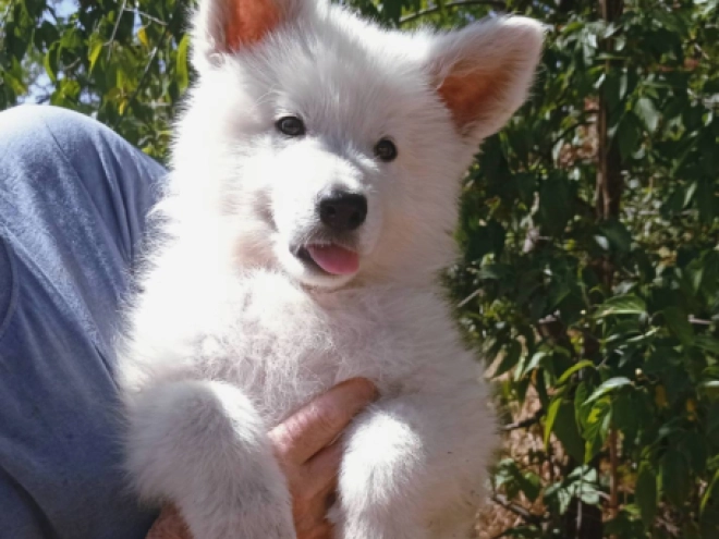 Berger Blanc Suisse Welpe kaufen