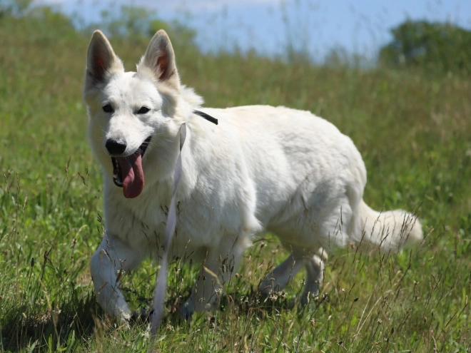 White Swiss Shepherd Dog puppy for sale