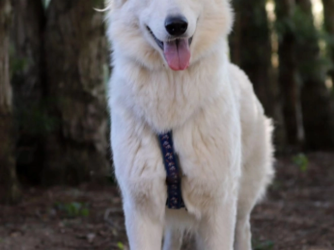 White Swiss Shepherd Dog puppy for sale