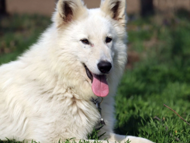 White Swiss Shepherd Dog puppy for sale