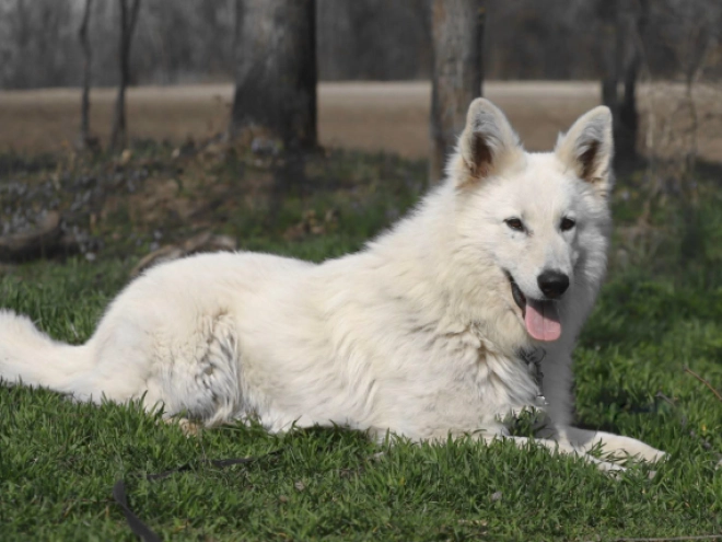 White Swiss Shepherd Dog puppy for sale