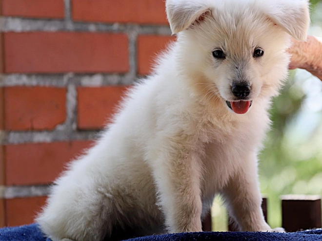 White Swiss Shepherd Dog puppy for sale