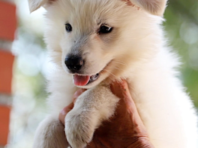 White Swiss Shepherd Dog puppy for sale