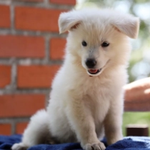 Arwen, white Pastor Blanco Suizo en venta