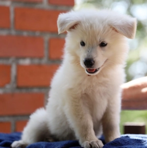 White Swiss Shepherd Dog puppy for sale