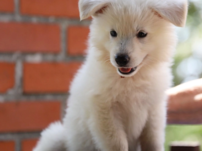 White Swiss Shepherd Dog puppy for sale