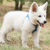 Arwen, white Pastor Blanco Suizo en venta