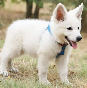 White Swiss Shepherd Dog puppy for sale