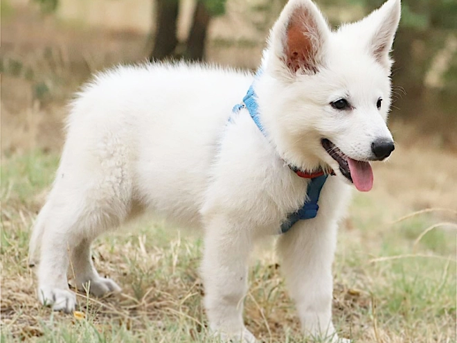 White Swiss Shepherd Dog puppy for sale