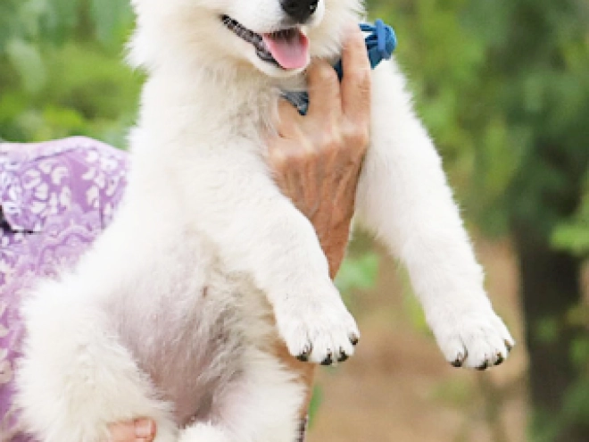 White Swiss Shepherd Dog puppy for sale