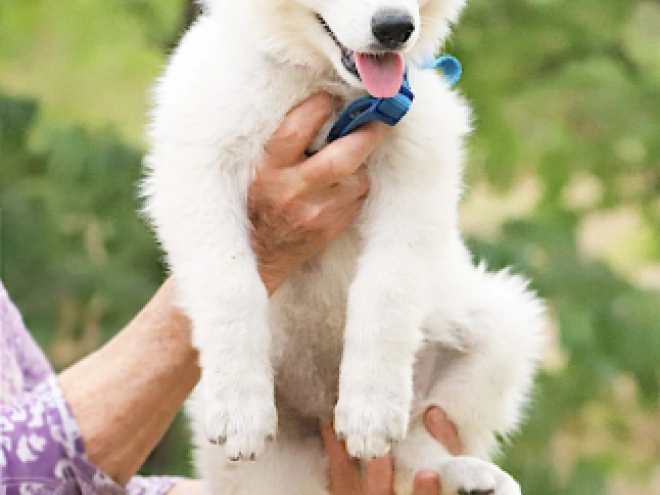 White Swiss Shepherd Dog puppy for sale