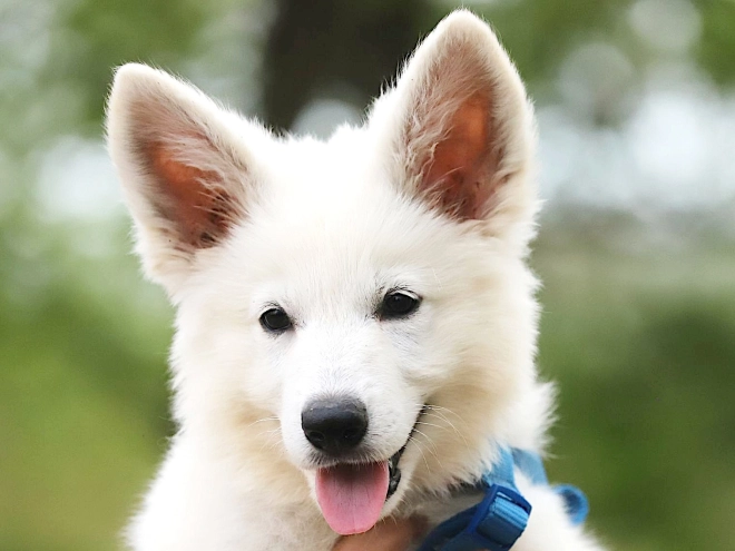 White Swiss Shepherd Dog puppy for sale
