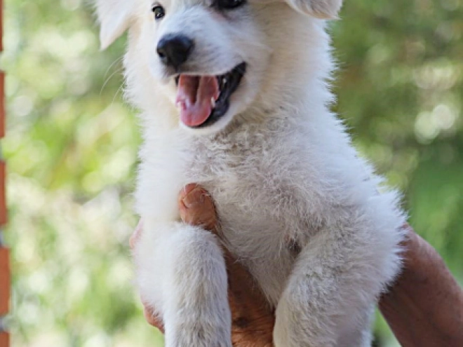 White Swiss Shepherd Dog puppy for sale