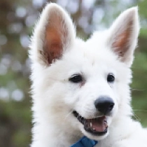 Belle, white Berger Blanc Suisse Welpen kaufen
