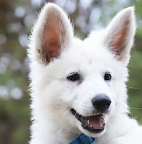 Berger Blanc Suisse Welpe kaufen