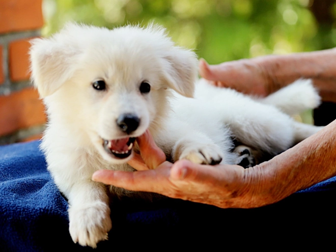 White Swiss Shepherd Dog puppy for sale
