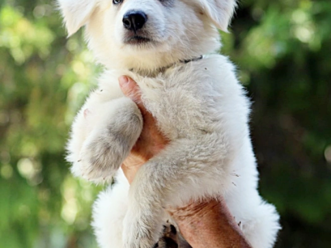 White Swiss Shepherd Dog puppy for sale