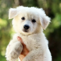 Belle, white Pastor Blanco Suizo en venta