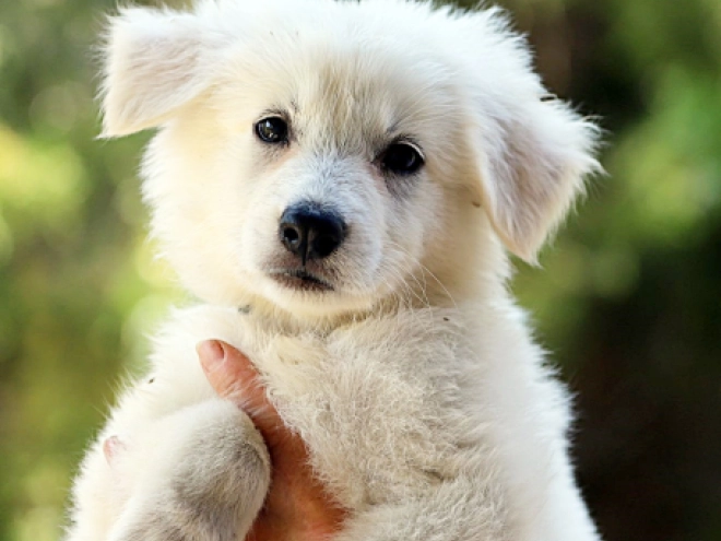 White Swiss Shepherd Dog puppy for sale
