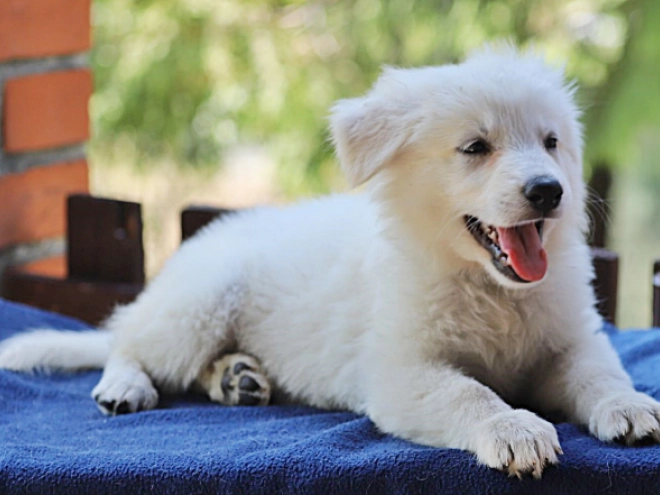 White Swiss Shepherd Dog puppy for sale