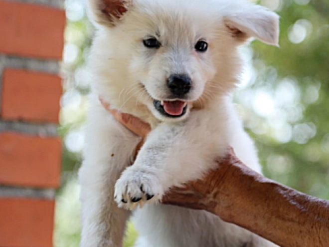 White Swiss Shepherd Dog puppy for sale