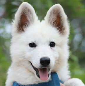 Berger Blanc Suisse Welpe kaufen