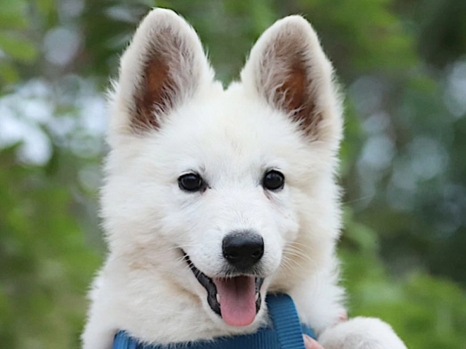 White Swiss Shepherd Dog puppy for sale