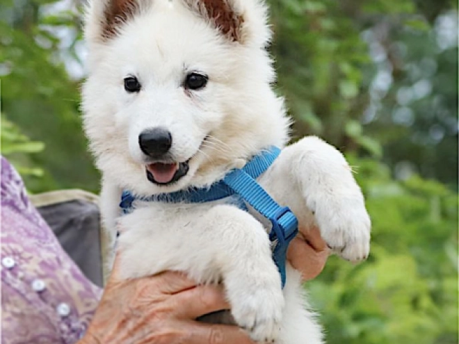 White Swiss Shepherd Dog puppy for sale