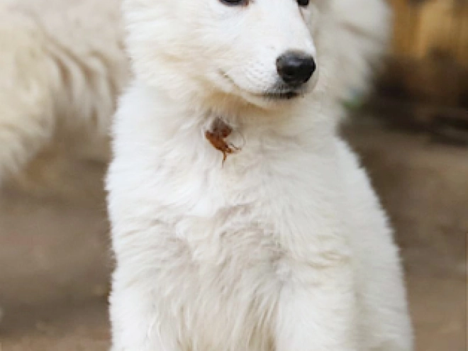 White Swiss Shepherd Dog puppy for sale